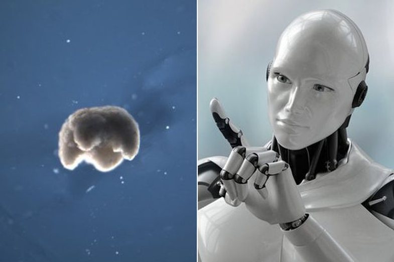  Paralajmërimi i frikshëm: Inteligjenca Artificiale mund të zhdukë njerëzimin