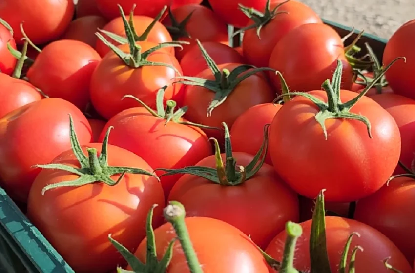  4 euro – 3 domate, dhe thoni pastaj që është shtrenjtë nafta