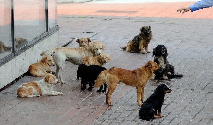  Qentë që enden rrugëve sulmojnë egërsisht një grua në mes të qytetit