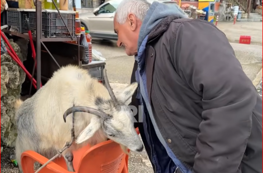  72-vjeçari nga Tepelena që jeton me dhinë dhe shet në rrugë për të jetuar