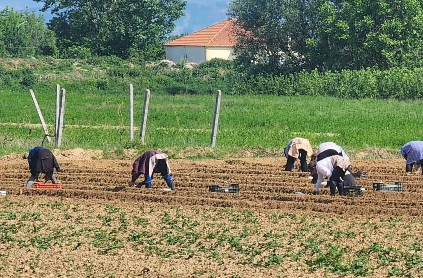  1 Maji i vërtetë – Gratë e fshatit tim