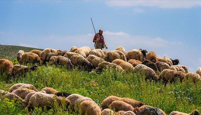  69-vjeçari nga Saranda rrëzohet në mal teksa kulloste bagëtitë, niset me urgjencë drejt Tiranës