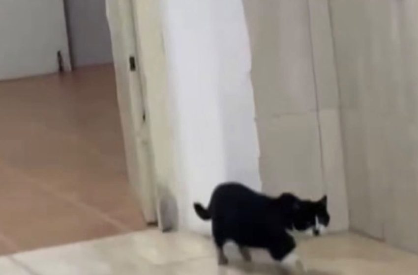  Tomi dhe Xherri në spital